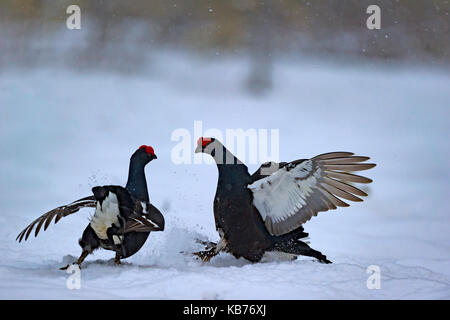 Schwarz Moorhühner (Tetrao tetrix) Interaktion, Schweden, Hamra, Hamra Nationalpark Stockfoto