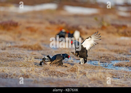 Schwarz Moorhühner (Tetrao tetrix) kämpfen, Schweden, Hamra, Hamra Nationalpark Stockfoto