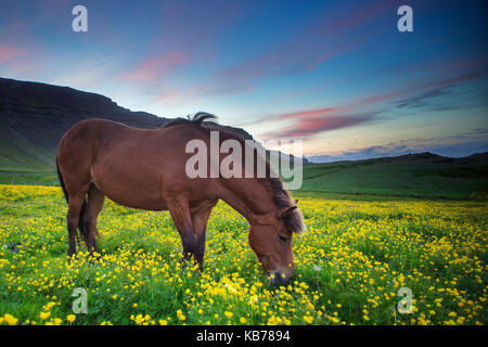 Islandpferd grasing um Mitternacht. Stockfoto