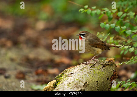 Sibirische Rubythroat (Luscinia Calliope) ruht auf einem Zweig, Niederlande, Noord Holland Stockfoto