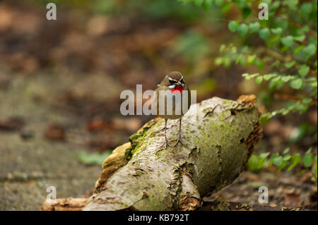 Sibirische Rubythroat (Luscinia Calliope) ruht auf einem Zweig, Niederlande, Noord Holland Stockfoto