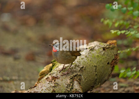 Sibirische Rubythroat (Luscinia Calliope) ruht auf einem Zweig, Niederlande, Noord Holland Stockfoto