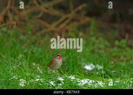 Diese sibirischen Rubythroat (Luscinia Calliope) stehen im Gras. Erster Datensatz dieses Vogels in den Niederlanden., Niederlande, Noord Holland, Hoogwoud Stockfoto