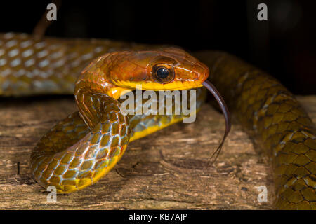 Olivenöl Whipsnake (Chironius fuscus) sitzt auf einem Baumstamm, Ecuador, Napo, San Jose de Payamino Stockfoto