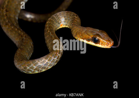 Olivenöl Whipsnake (Chironius fuscus) Erfassung der Luft, Ecuador, San Jose de Payamino Stockfoto