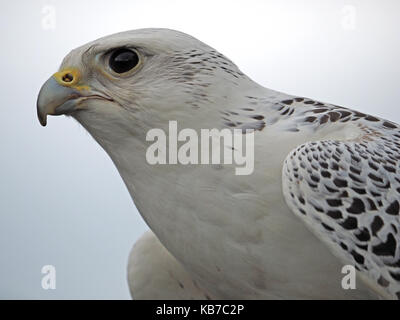 Portrait von captive Gyr Falcon x Peregrine Kreuz mit guten Feder detail an einer Falknerei in England Stockfoto