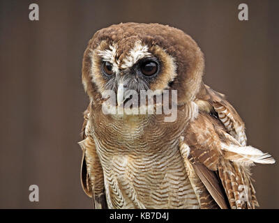 Captive Asiatischen braunes Holz Eule (Strix leptogrammica) an einer Falknerei in England Stockfoto