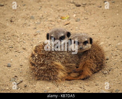 Furry Bündel von zwei kuschelige Gefangen oder Erdmännchen Erdmännchen (Suricata suricatta) in einer sandigen Gehäuse in einem Wildlife facility in England Stockfoto