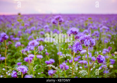 Phacelia Blumen blühen und lila Sonnenuntergang Himmel Hintergrund Stockfoto