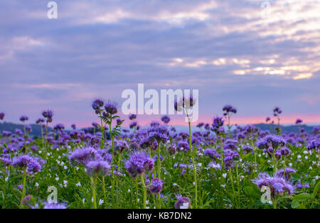 Phacelia Blumen blühen und lila Sonnenuntergang Himmel Hintergrund Stockfoto