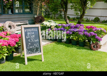 Tafel in einem irischen Garten Center Werbung Hortensien zum Verkauf. Stockfoto