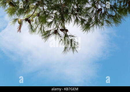 Tannenzapfen auf einer Pinie, Pinus im Garten. Kiefer Niederlassungen auf dem Hintergrund des blauen Himmels. Stockfoto