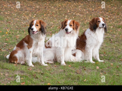 Das Kooikerhondje 2017 ist ein spaniel Art Hund holländischer Abstammung Stockfoto