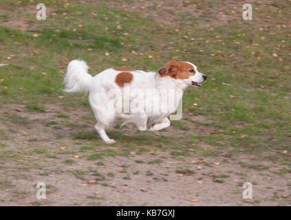 Das Kooikerhondje 2017 ist ein spaniel Art Hund holländischer Abstammung Stockfoto