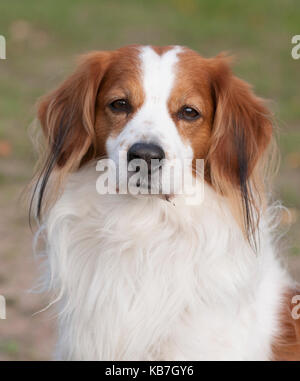 Das Kooikerhondje 2017 ist ein spaniel Art Hund holländischer Abstammung Stockfoto