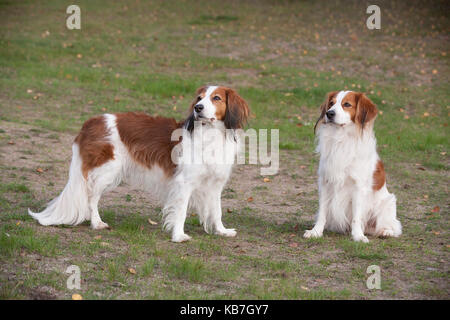 Das Kooikerhondje 2017 ist ein spaniel Art Hund holländischer Abstammung Stockfoto