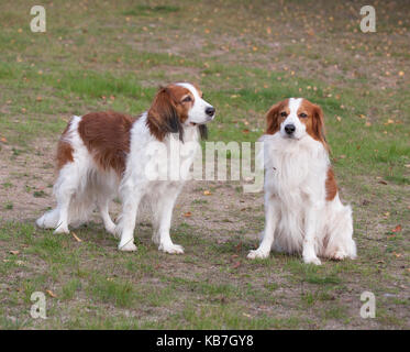 Das Kooikerhondje 2017 ist ein spaniel Art Hund holländischer Abstammung Stockfoto