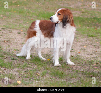 Das Kooikerhondje 2017 ist ein spaniel Art Hund holländischer Abstammung Stockfoto