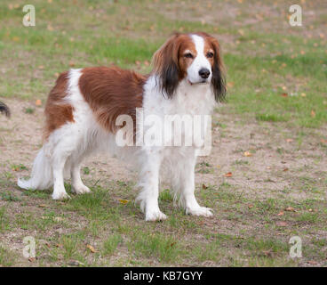 Das Kooikerhondje 2017 ist ein spaniel Art Hund holländischer Abstammung Stockfoto