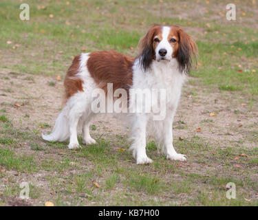 Das Kooikerhondje 2017 ist ein spaniel Art Hund holländischer Abstammung Stockfoto