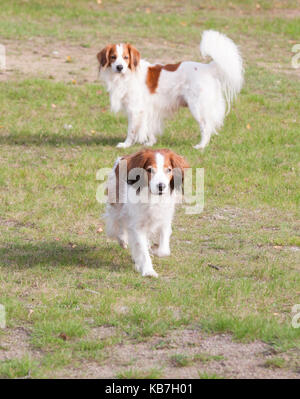 Das Kooikerhondje 2017 ist ein spaniel Art Hund holländischer Abstammung Stockfoto