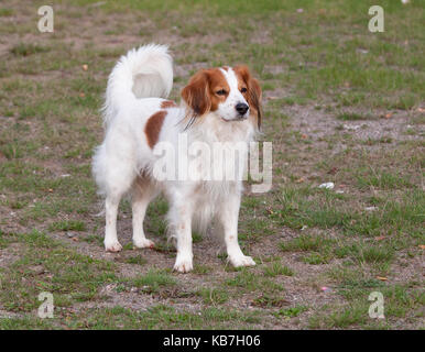 Das Kooikerhondje 2017 ist ein spaniel Art Hund holländischer Abstammung Stockfoto