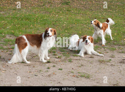 Das Kooikerhondje 2017 ist ein spaniel Art Hund holländischer Abstammung Stockfoto