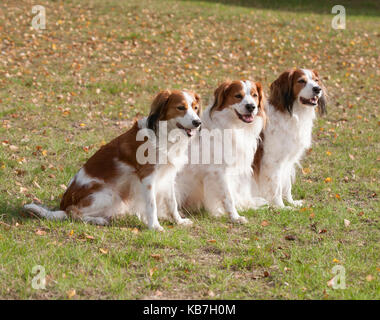 Das Kooikerhondje 2017 ist ein spaniel Art Hund holländischer Abstammung Stockfoto