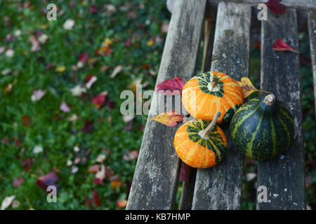 Drei kleine dekorative Kürbisse in einem herbstlichen Garten auf eine rustikale Holzbank mit Platz kopieren Stockfoto