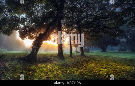 Sonnenaufgang am Ravenhill Park Stockfoto