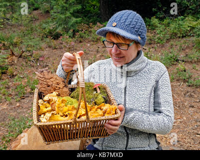 Eine Frau sammeln von gelben Pfifferlinge. Stockfoto