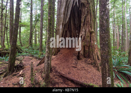 Hohl rote Zeder auf Willowbrae Trail in Vancouver Island gemäßigten Regenwald Stockfoto