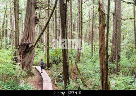 Rote Zeder auf dem Willowbrae Trail in Vancouver Island gemäßigtem Regenwald Stockfoto