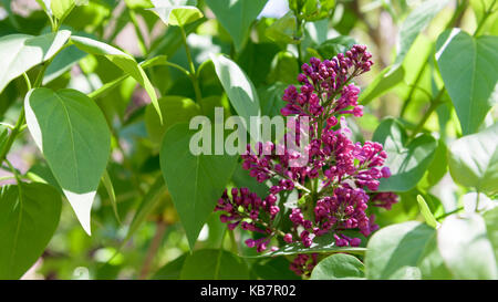 Pulsierende rosa gemeinsame Heidekraut (Calluna vulgaris) Stockfoto