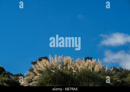 Eine gigantische Pampas Gras vor blauem Himmel. Cortaderia selloana Stockfoto