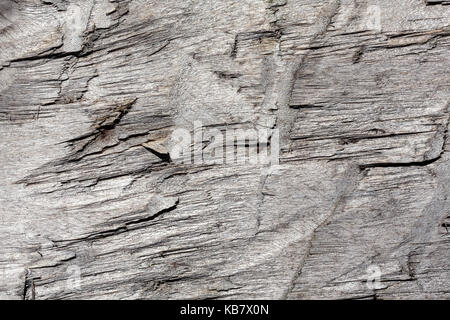 Hohe - Detaillierte grau Pine Wood texture Serie Stockfoto