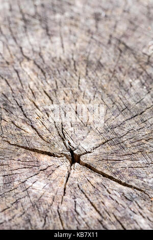 Hohe - Detaillierte grau Pine Wood texture Serie Stockfoto