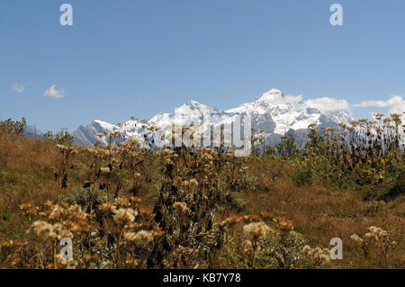 Pflanzen der kaukasischen Berge in der Nähe von Mestia, Georgien Stockfoto
