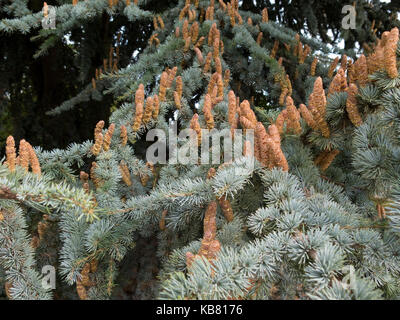 Cedrus Atlantica Hastata Gruppe Stockfoto