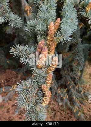 Cedrus Atlantica Hastata Gruppe Stockfoto