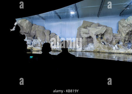 Genua, Italien - Juni 2, 2015: Nicht identifizierte Personen in das Aquarium von Genua. Das Aquarium von Genua ist das größte Aquarium in Italien und zu den größten in der EU Stockfoto