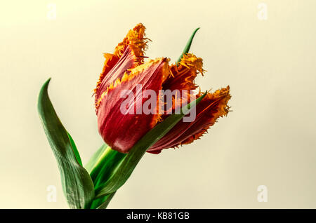 Offenbart grosse rote Tulpe mit gelben Rand entlang der Kanten der Blüten und Blätter Stockfoto