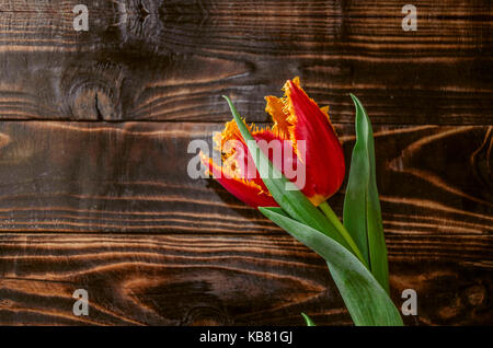 Halb geöffnet rot gelb Tulip mit Fransen auf die Blütenblätter auf dunklen polierten Platten Stockfoto