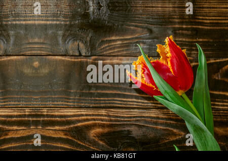 Dunklen polierten Platten mit halb geöffneter rot gelb Tulip mit Fransen auf die Blütenblätter Stockfoto