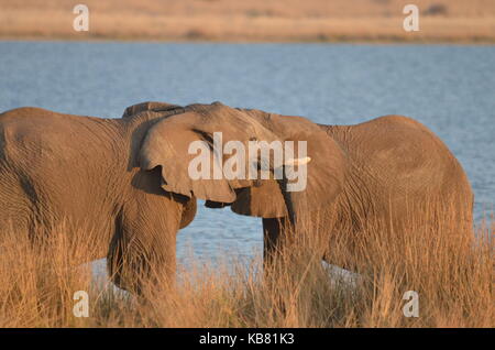 Zwei junge Elefanten kämpfen neben einem See in Pilanesberg National Park, Südafrika Stockfoto