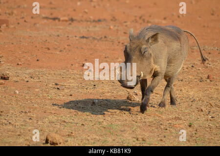 Wharthog auf dem Weg zu einem wasserloch - Pilanesberg National Park - Südafrika Stockfoto