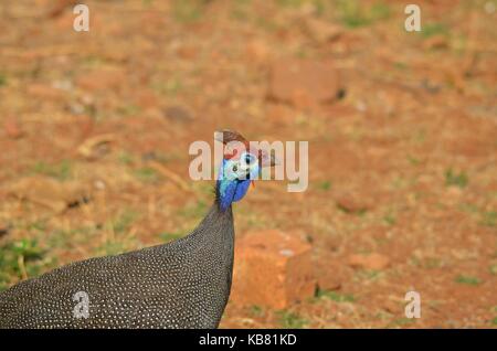 Nahaufnahme einer Perlhuhn im Wilden - Pilanesberg National Park, North West, Südafrika Stockfoto