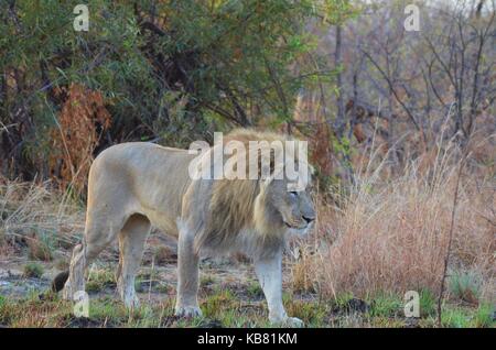 Eine große Afrikanische männliche Löwe hinunter zu einem Fluss Wasser in Pilanesberg National Park - Südafrika zu trinken Stockfoto