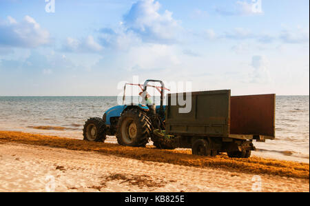 Traktor reinigen der Strand von Algen. Dominikanische Republik Atlantikküste. Stockfoto