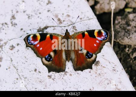 Tagpfauenauge sitzen auf einem weißen Steinplatte. Stockfoto